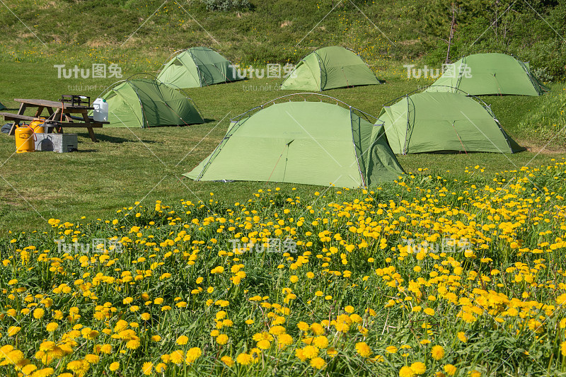 在冰岛的营地。帐篷在新割过的草地上。蒲公英、蒲公英和蓍草在边缘开花。