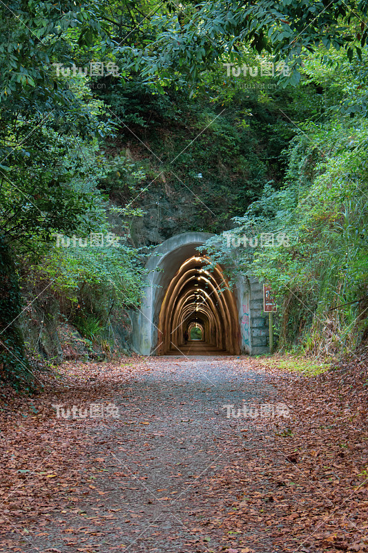 森林里狭窄的隧道。空旷的隧道在树林里照明。西班牙圣地亚哥卡米诺的乡村道路和拱门。旅游目的地的概念。