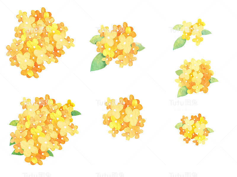 Gold可爱。
