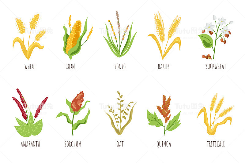 谷类作物孤立平集。矢量平面卡通平面设计插图