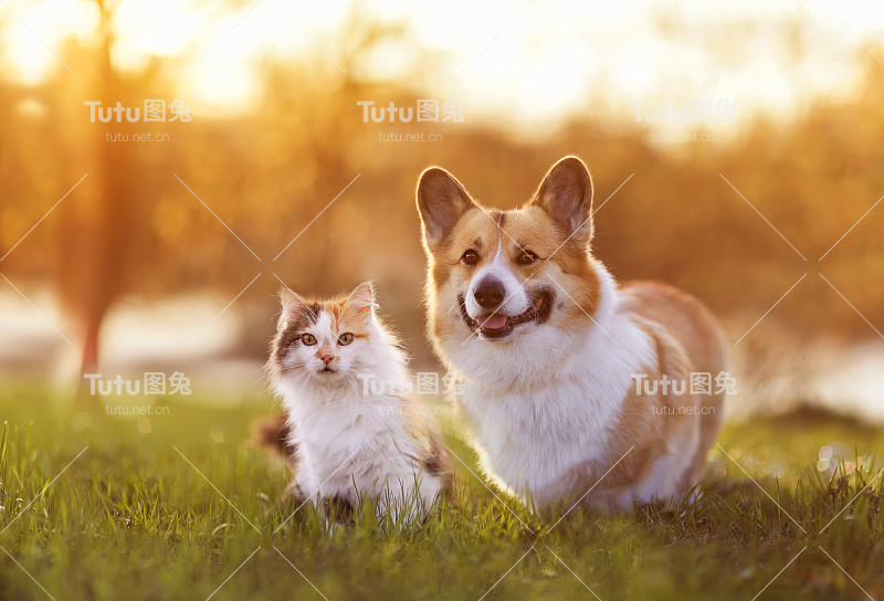 可爱的狗和猫在一个阳光明媚的夏天走在绿色的草地上