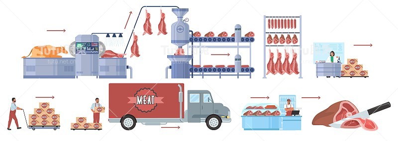 牛养殖，牛肉生产矢量信息图。肉品加工厂流水线加工、经销、销售。食品行业。