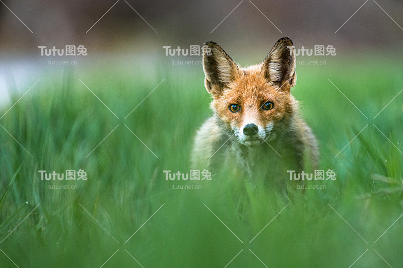 赤狐，Vulpes Vulpes，比斯兹扎迪山，波兰。