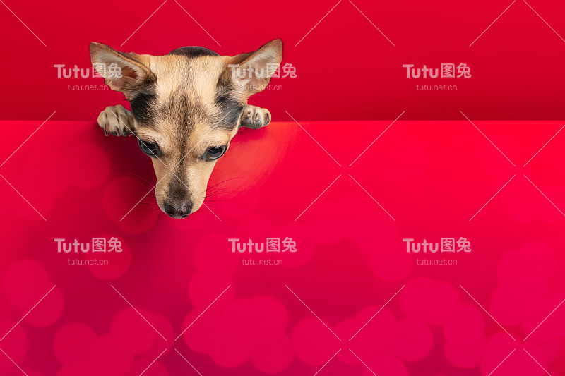 情人节，狗出来，宠物看从上面的地方为文字，礼物和折扣为爱的动物，红色的背景