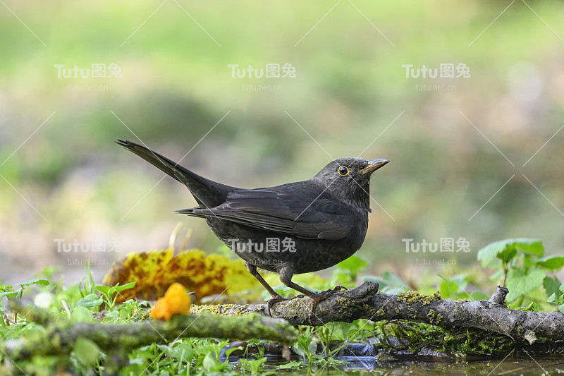 黑鸟（Turdus merula）