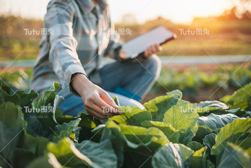 一名亚洲妇女用平板电脑查看菜园中的蔬菜种植信息