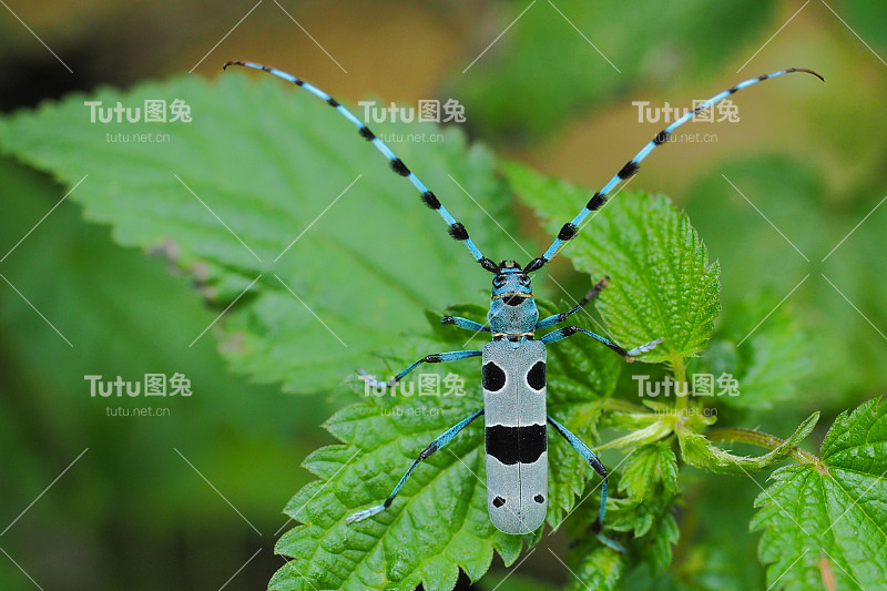 Rosalia longicorn， Rosalia alpina， Bieszczady Mountains， Poland.