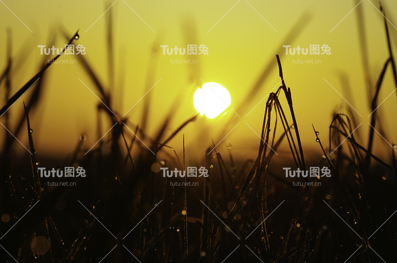 日出的露珠