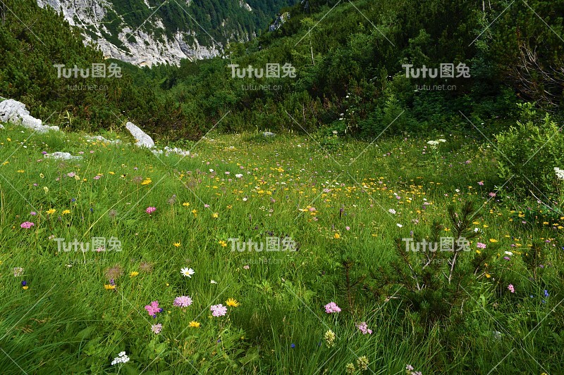 在斯洛文尼亚的朱利安阿尔卑斯山脉和特里格拉夫国家公园，色彩鲜艳的高山草甸，黄色、粉色和白色的花朵和mugo松树灌木