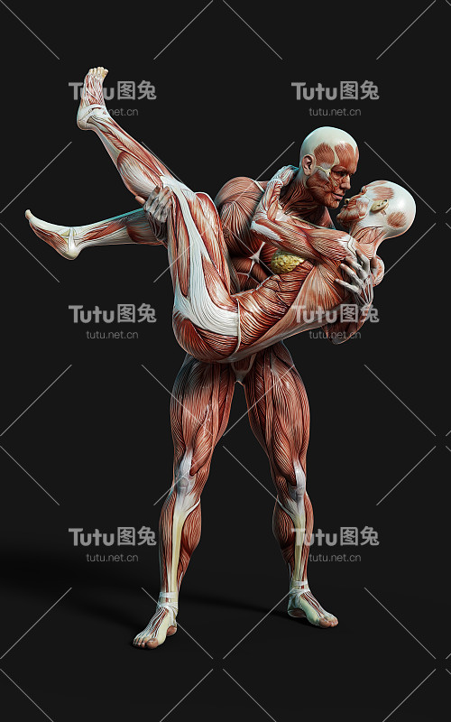 男性和女性的数字与皮肤和肌肉地图在黑暗的背景与剪辑路径。