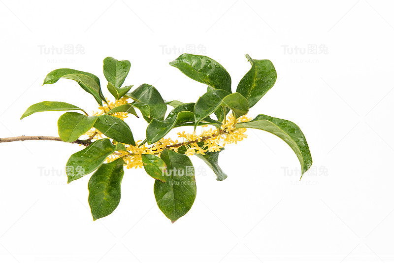 黄花桂花在白色的背景上绽放