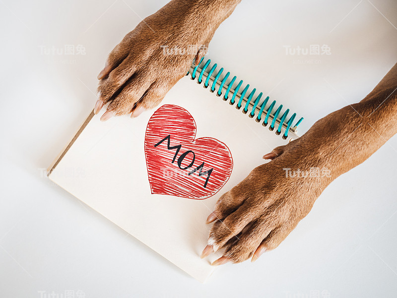 可爱的棕色小狗。特写，室内，俯视图