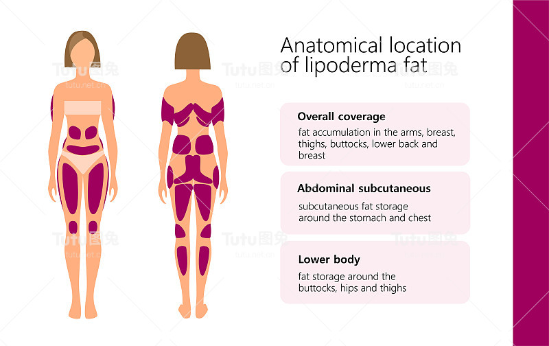 女性体内脂肪脂的解剖位置，矢量图