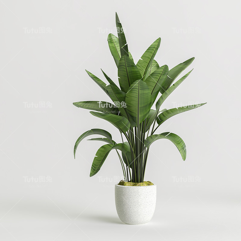 室内盆栽孤立在白色背景的3d插图