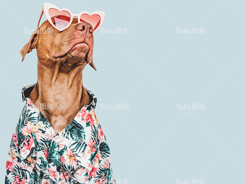 可爱漂亮的棕色小狗，时髦的衬衫和心形太阳镜