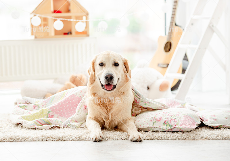 可爱的金毛猎犬盖着毯子