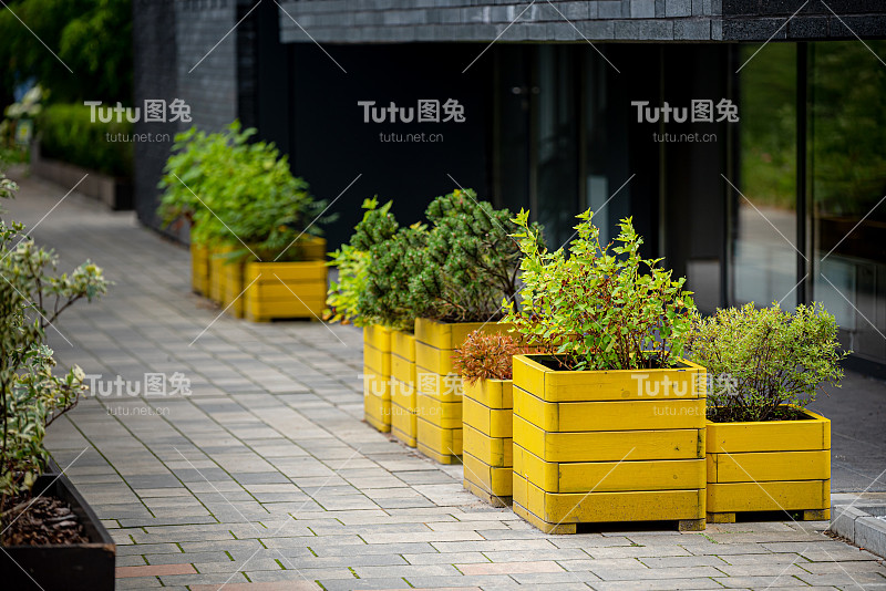 绿色植物和灌木生长在黄色的木制容器花盆在城市街道