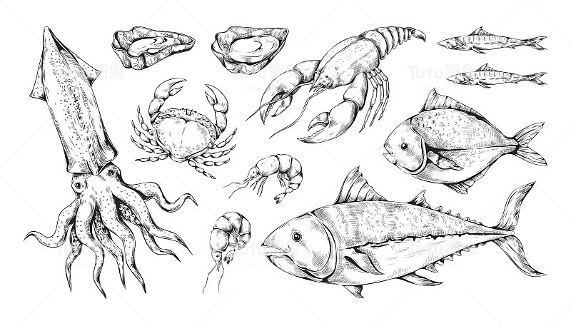 素描海鲜。海鱼、章鱼、鱿鱼和龙虾。线条艺术日本金枪鱼。美食集。雕刻贝类或甲壳类动物。手绘海洋动物。向量的背景