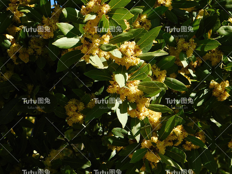 盛开的桂花