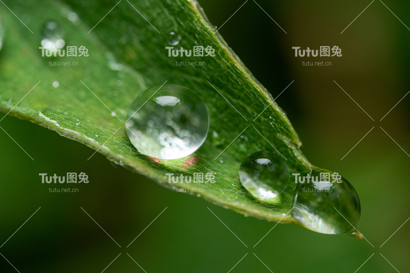 露珠落在绿叶上