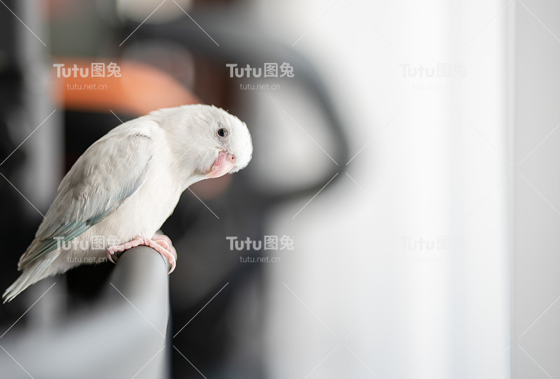 小白鹦鹉，长尾小鹦鹉，Forpus鸟。