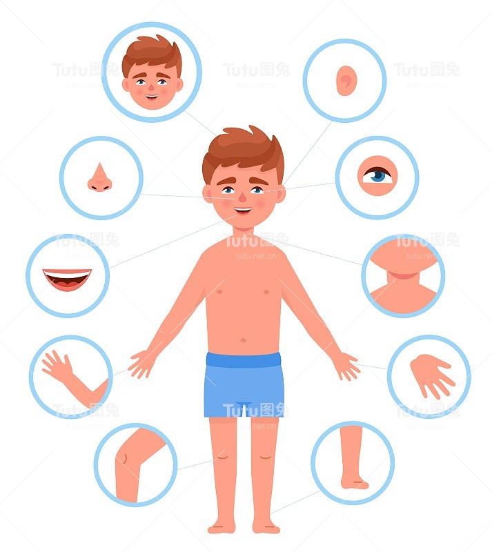 孩子的身体部位。儿童解剖学人体切割部分学校男孩器官身体，儿童头青少年脸鼻子眼睛脚胸部胳膊腿健康婴儿卡通近代矢量插图