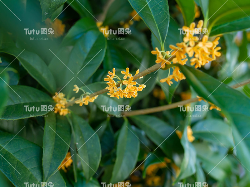 芬芳的桂花在秋天盛开