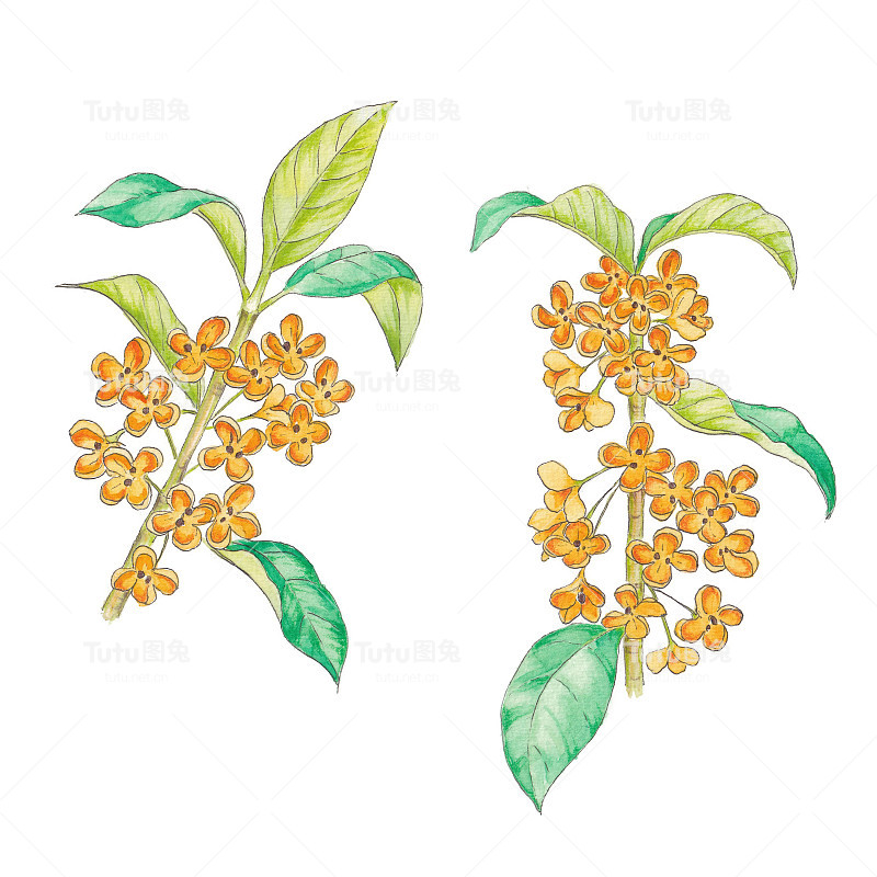 桂花
