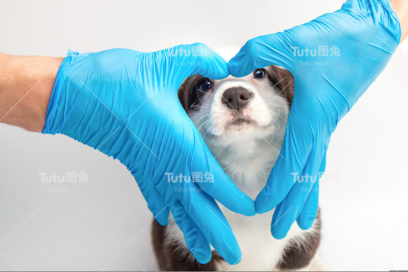 医生拿着心形的手旁边可爱的小开衫威尔士柯基小狗白色背景。狗看着摄像机兽医。对宠物的关爱。复制空间横幅