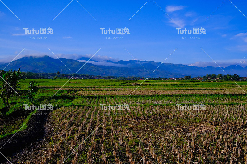 美丽的稻田填满了土地