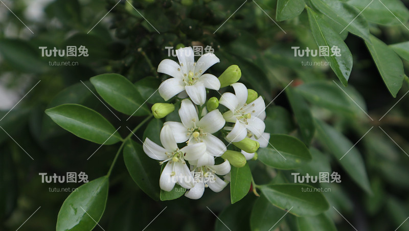 茉莉花是白色的，在早晨周围有一种芳香的香气