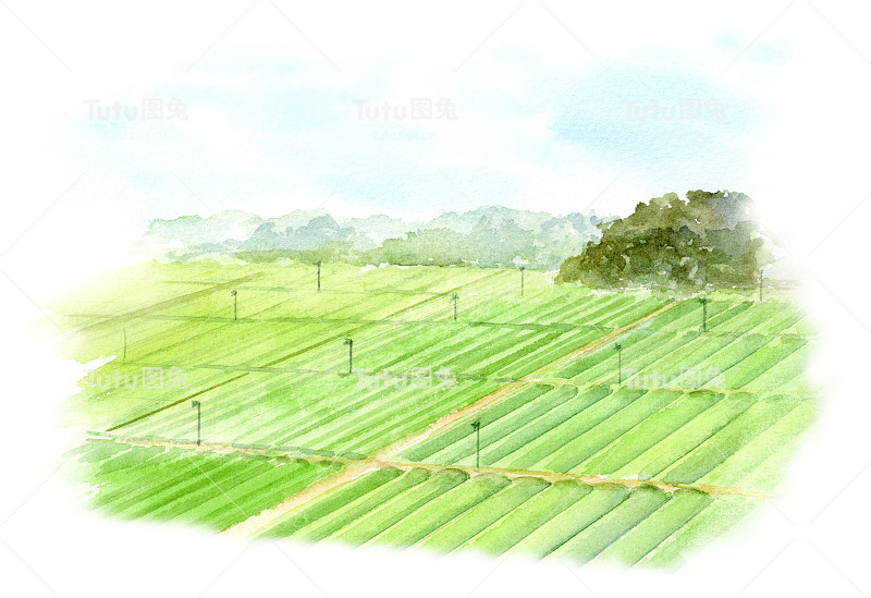 日本茶园水彩画插图