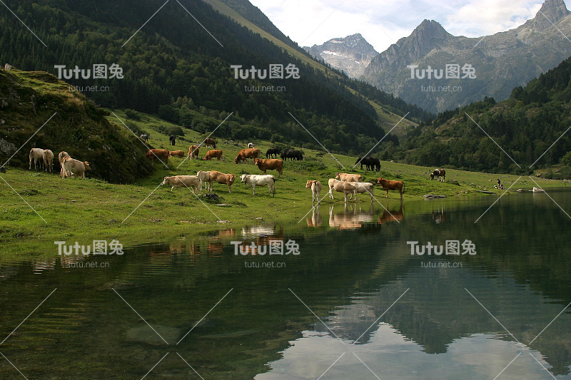 一群牛在喝山泉