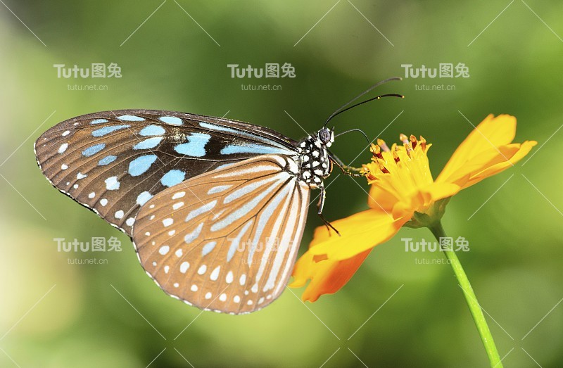 蝴蝶喝花汁——动物行为。