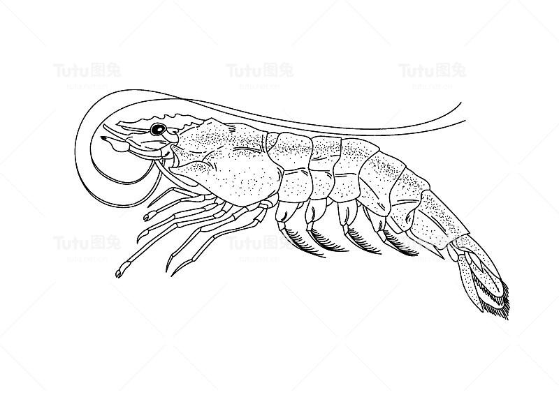 用线条画的虾