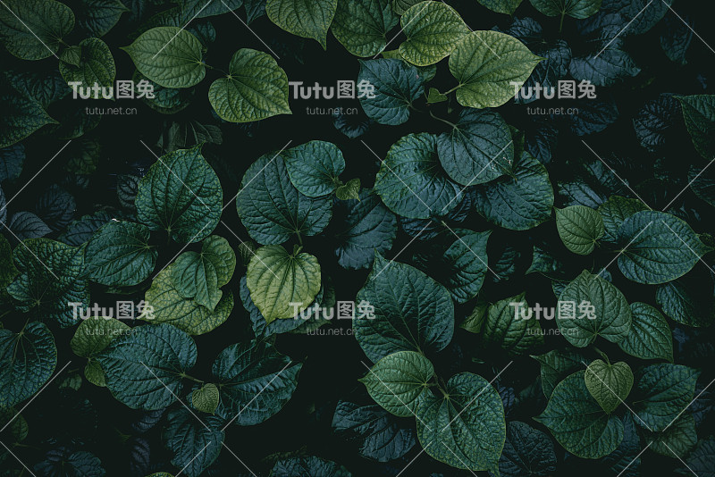 绿叶纹理背景。