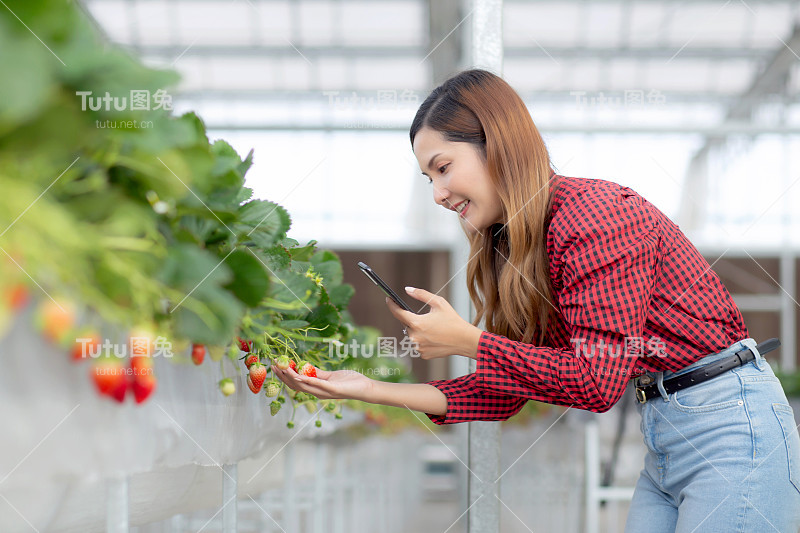 幸福企业家年轻的亚洲女性微笑着用智能手机在温室的草莓农场拍照，女性使用智能手机，以小型企业和农业种植为荣。