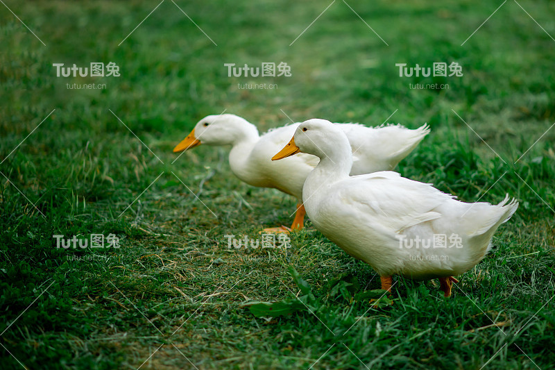 一对白鹅在绿草地上吃草。饲养鹅、家禽、散养。
