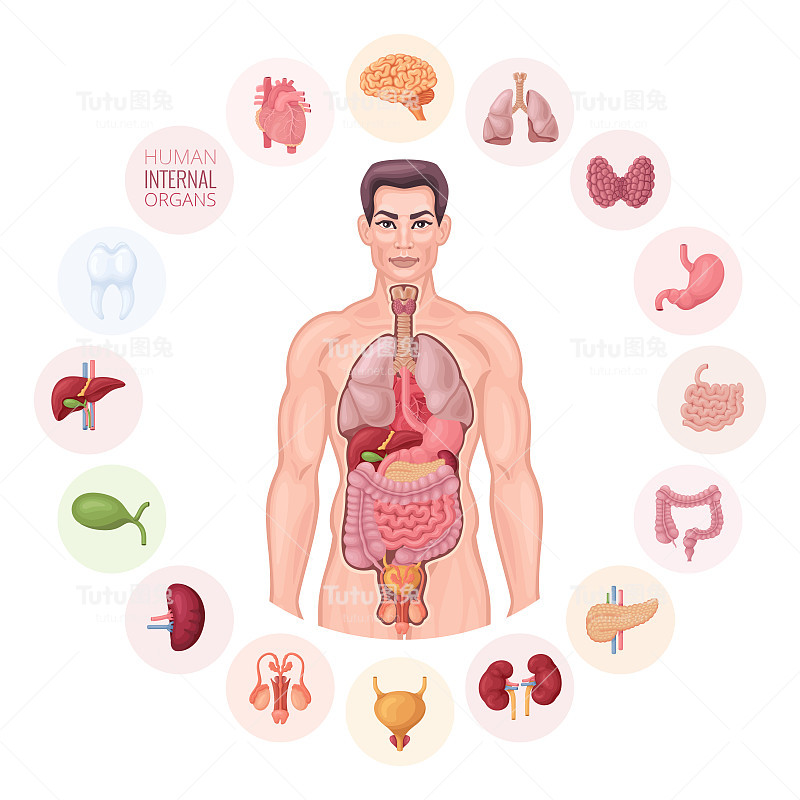 人体解剖学。内部器官的向量。