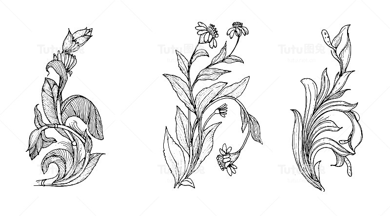 野花线条艺术集。花卉涂鸦植物学收藏。草本植物和草甸植物，草。矢量插图孤立的白色背景。洋甘菊、三叶草、雏菊等简单手绘元素。