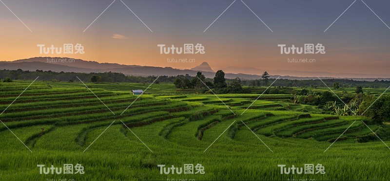 印度尼西亚一个阳光明媚的夏日早晨，一片广阔的绿色稻田的全景照片