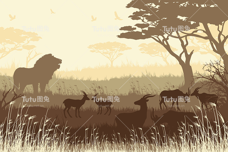 非洲狩猎背景，咆哮的狮子和羚羊