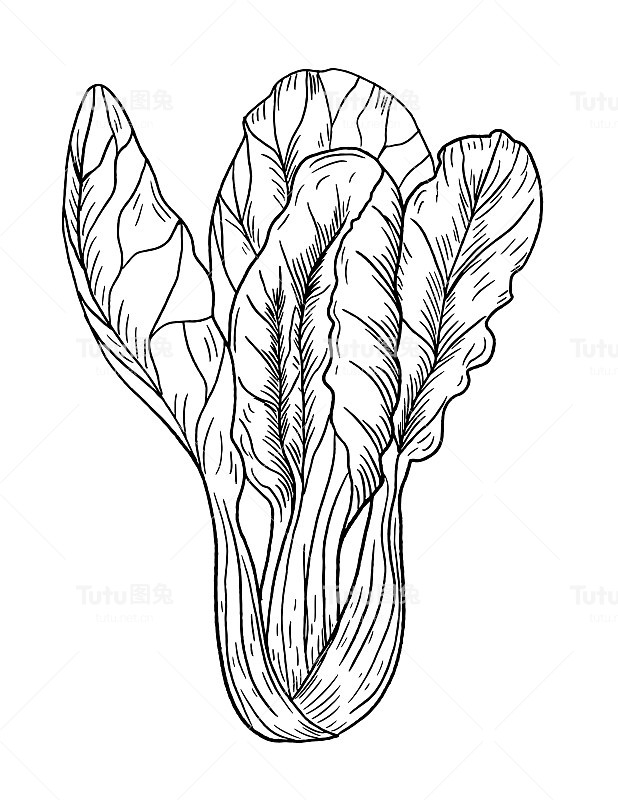 钢笔和墨水手绘白菜