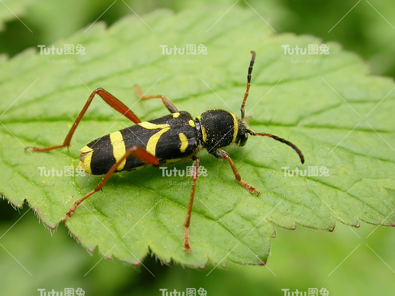 黄蜂甲虫(Clytus arietis)