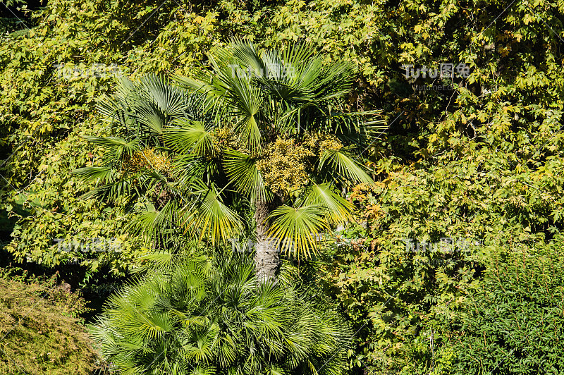 美丽盛开的中国风棕榈(Trachycarpus Fortunei)或棕榈树在落叶植物背景。帕特尼特艾瓦佐夫斯基疗养院的景观公园。克里米亚半岛的异国情调