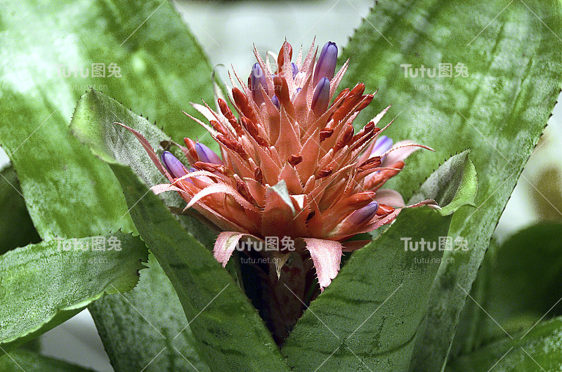 麦桂花，龙舌兰叶带花