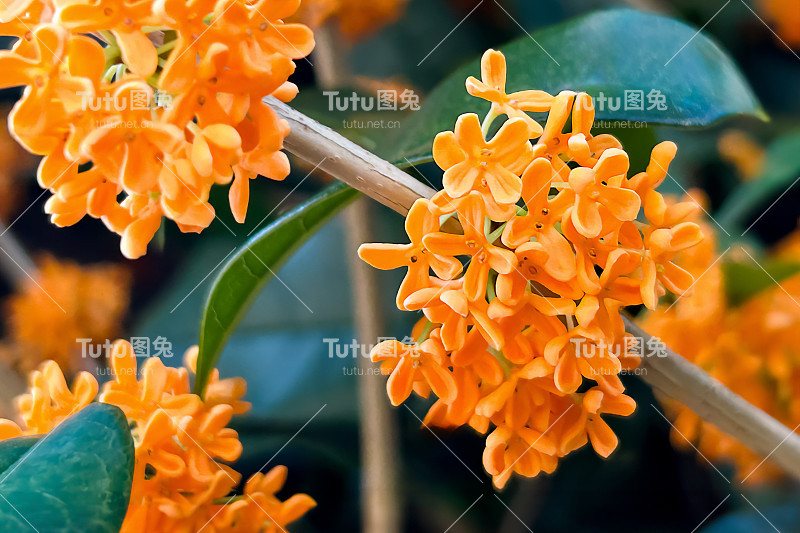 桂花散发着芬芳，颜色鲜亮美丽