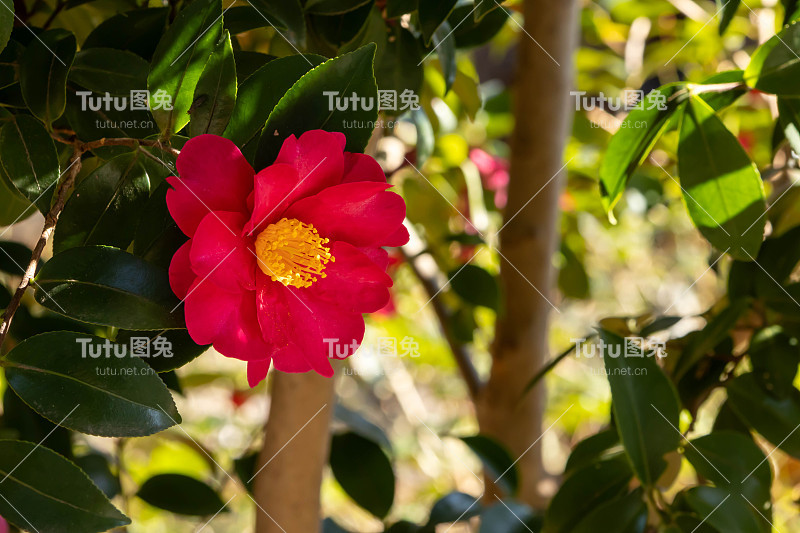红色三桂花的特写