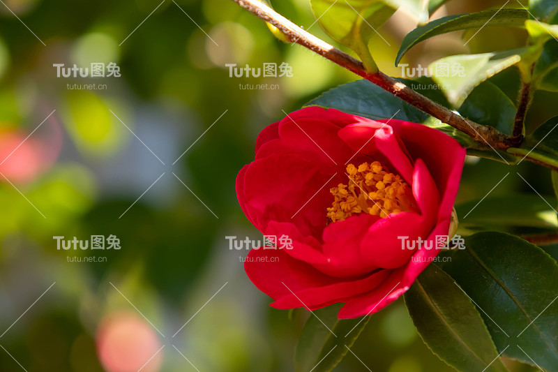 红色三桂花的特写