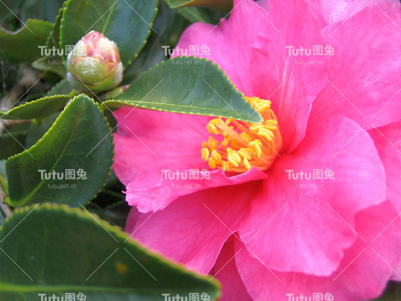 粉红色的三桂花特写
